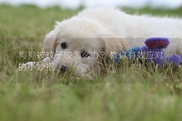 狗狗被蚊子咬怎么辦？教你有效應對的小妙招