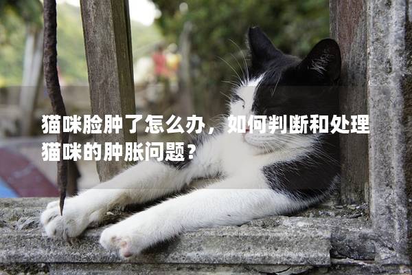 貓咪臉腫了怎么辦，如何判斷和處理貓咪的腫脹問題？