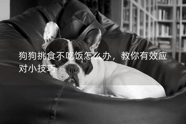 狗狗挑食不吃飯怎么辦，教你有效應對小技巧