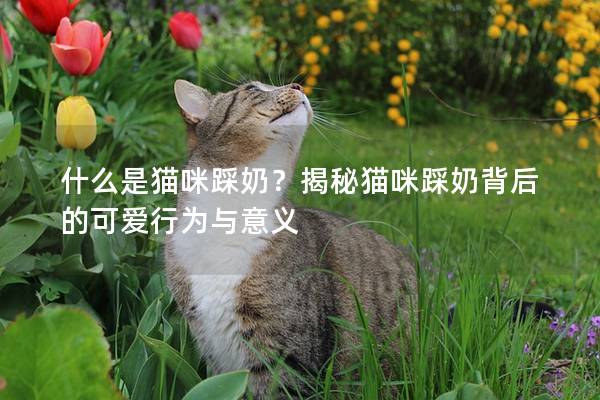 什么是貓咪踩奶？揭秘貓咪踩奶背后的可愛行為與意義
