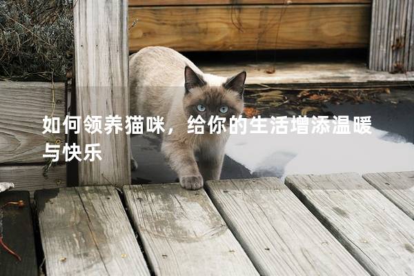 如何領養貓咪，給你的生活增添溫暖與快樂