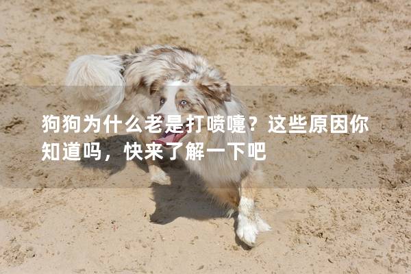 狗狗為什么老是打噴嚏？這些原因你知道嗎，快來了解一下吧