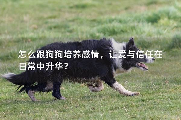 怎么跟狗狗培養(yǎng)感情，讓愛與信任在日常中升華？