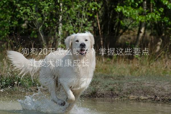 狗狗20天怎么喂養？掌握這些要點，讓愛犬健康成長