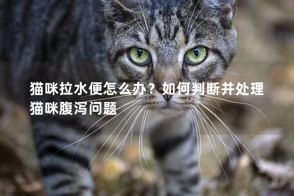 貓咪拉水便怎么辦？如何判斷并處理貓咪腹瀉問題