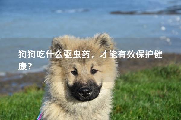 狗狗吃什么驅蟲藥，才能有效保護健康？