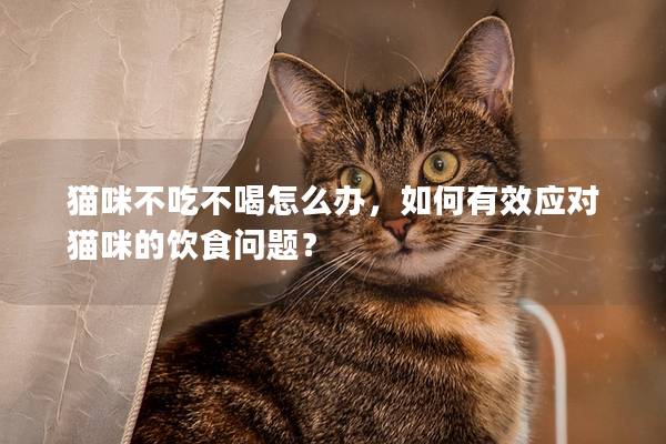 貓咪不吃不喝怎么辦，如何有效應對貓咪的飲食問題？