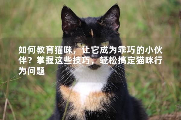 如何教育貓咪，讓它成為乖巧的小伙伴？掌握這些技巧，輕松搞定貓咪行為問(wèn)題