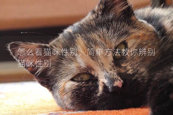 怎么看貓咪性別，簡單方法教你辨別貓咪性別