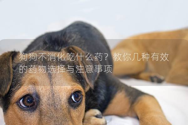 狗狗不消化吃什么藥？教你幾種有效的藥物選擇與注意事項