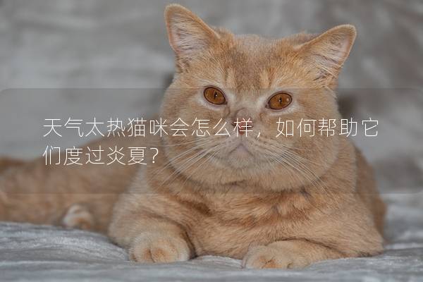 天氣太熱貓咪會怎么樣，如何幫助它們度過炎夏？