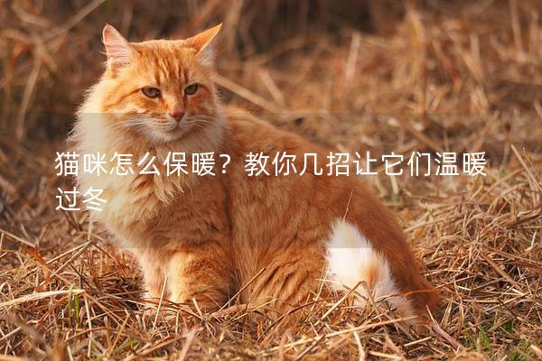 貓咪怎么保暖？教你幾招讓它們溫暖過(guò)冬