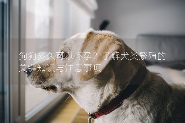 狗狗多久可以懷孕？了解犬類繁殖的關鍵知識與注意事項