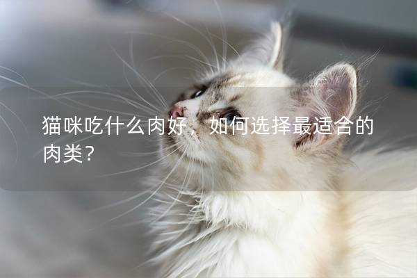 貓咪吃什么肉好，如何選擇最適合的肉類？