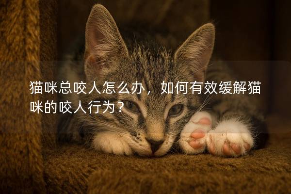 貓咪總咬人怎么辦，如何有效緩解貓咪的咬人行為？