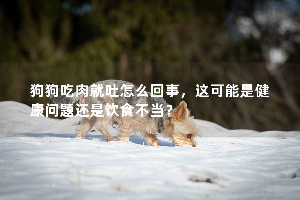 狗狗吃肉就吐怎么回事，這可能是健康問題還是飲食不當？