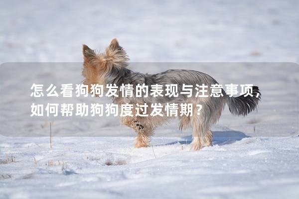 怎么看狗狗發(fā)情的表現(xiàn)與注意事項(xiàng)，如何幫助狗狗度過發(fā)情期？