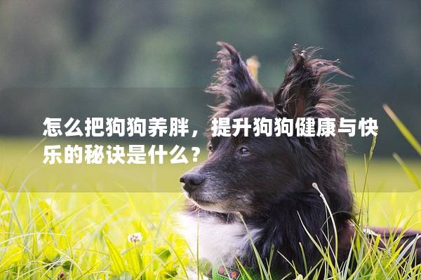 怎么把狗狗養胖，提升狗狗健康與快樂的秘訣是什么？
