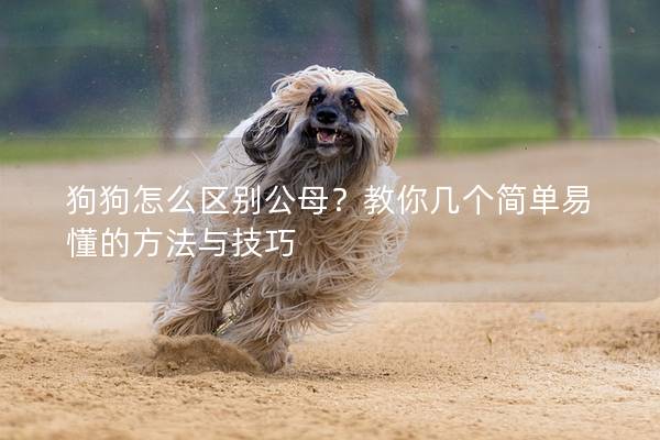 狗狗怎么區別公母？教你幾個簡單易懂的方法與技巧