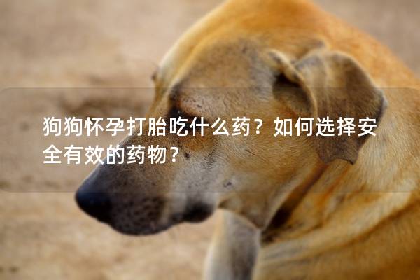 狗狗懷孕打胎吃什么藥？如何選擇安全有效的藥物？