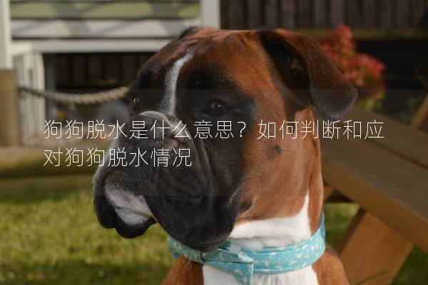 狗狗脫水是什么意思？如何判斷和應對狗狗脫水情況