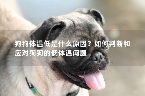 狗狗體溫低是什么原因？如何判斷和應(yīng)對(duì)狗狗的低體溫問題