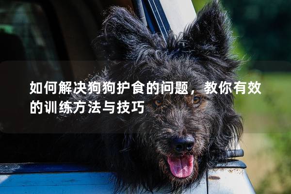 如何解決狗狗護食的問題，教你有效的訓練方法與技巧
