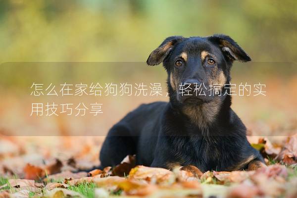 怎么在家給狗狗洗澡，輕松搞定的實用技巧分享