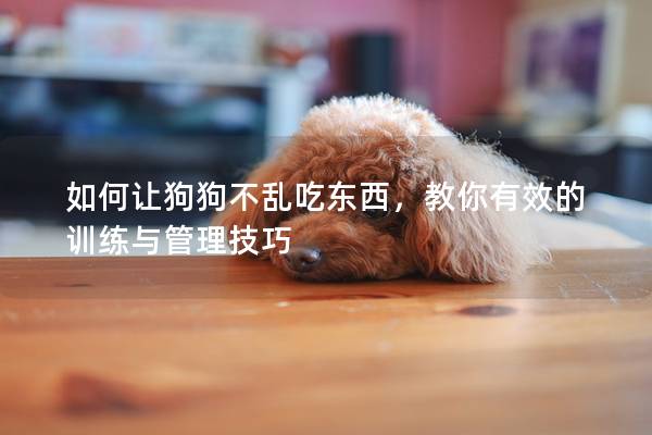 如何讓狗狗不亂吃東西，教你有效的訓(xùn)練與管理技巧
