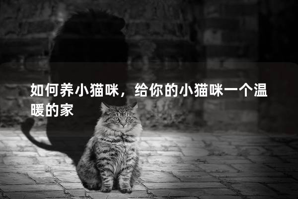 如何養(yǎng)小貓咪，給你的小貓咪一個(gè)溫暖的家