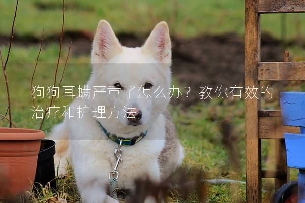 狗狗耳螨嚴重了怎么辦？教你有效的治療和護理方法