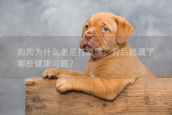 狗狗為什么老是打噴嚏，背后隱藏了哪些健康問(wèn)題？