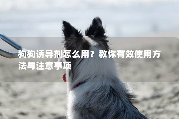 狗狗誘導劑怎么用？教你有效使用方法與注意事項