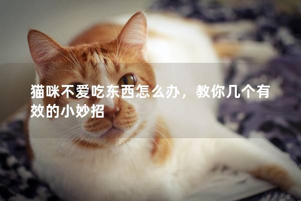 貓咪不愛吃東西怎么辦，教你幾個有效的小妙招