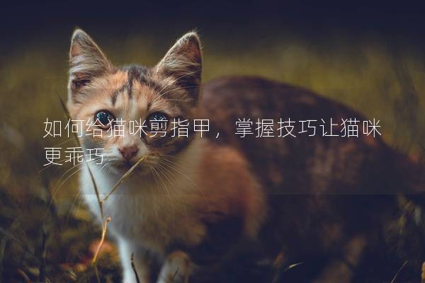 如何給貓咪剪指甲，掌握技巧讓貓咪更乖巧