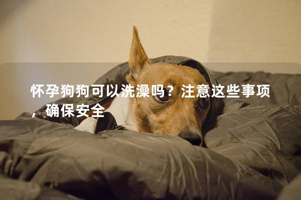 懷孕狗狗可以洗澡嗎？注意這些事項(xiàng)，確保安全