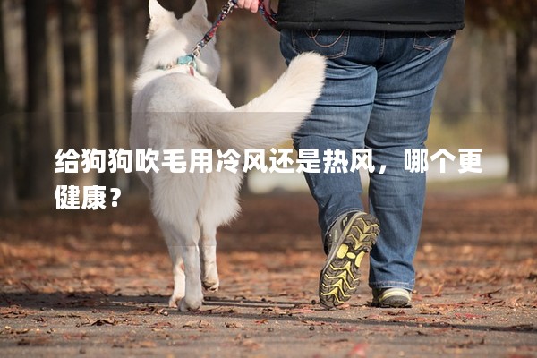 給狗狗吹毛用冷風還是熱風，哪個更健康？