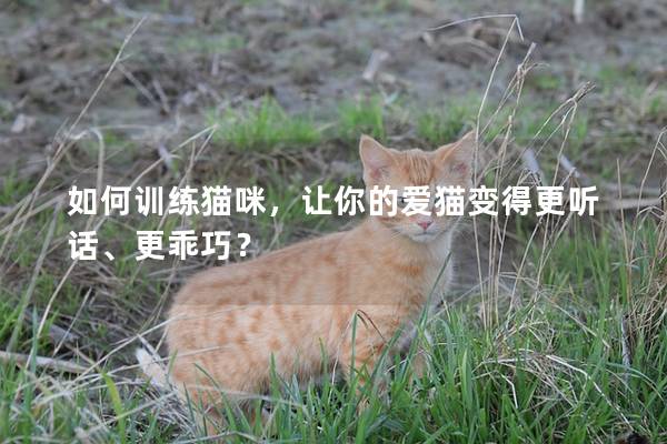 如何訓練貓咪，讓你的愛貓變得更聽話、更乖巧？