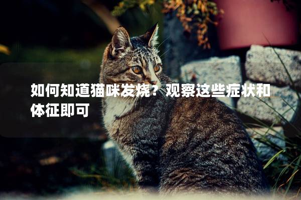 如何知道貓咪發燒？觀察這些癥狀和體征即可