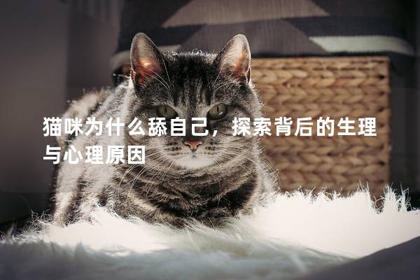 貓咪為什么舔自己，探索背后的生理與心理原因
