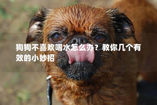 狗狗不喜歡喝水怎么辦？教你幾個有效的小妙招