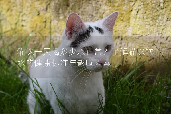 貓咪一天喝多少水正常？了解貓咪飲水的健康標準與影響因素