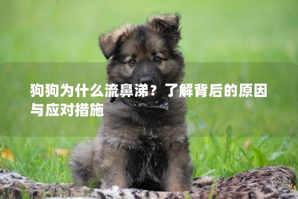 狗狗為什么流鼻涕？了解背后的原因與應(yīng)對措施