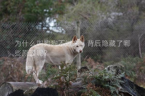 為什么叫狗狗不過來，背后隱藏了哪些原因呢？