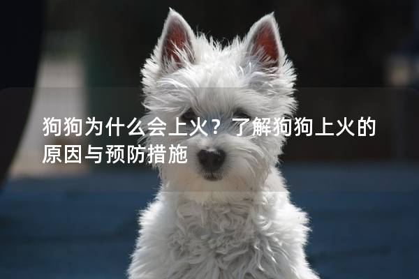 狗狗為什么會上火？了解狗狗上火的原因與預(yù)防措施