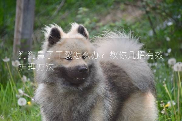 狗狗鼻子干裂怎么辦？教你幾招有效護理方法