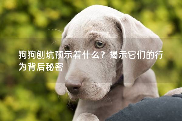 狗狗刨坑預(yù)示著什么？揭示它們的行為背后秘密