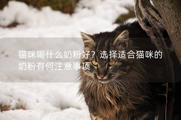 貓咪喝什么奶粉好？選擇適合貓咪的奶粉有何注意事項