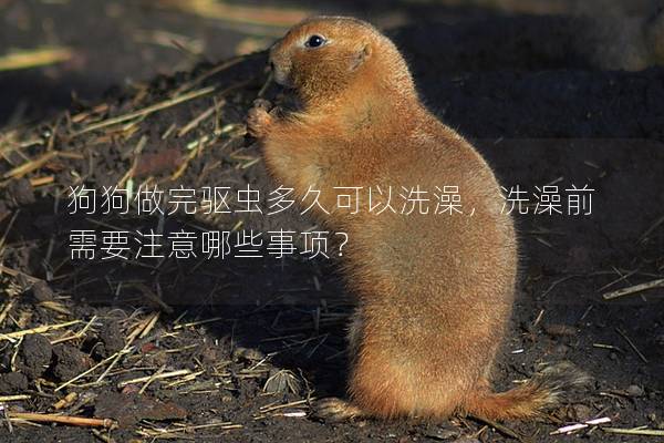狗狗做完驅蟲多久可以洗澡，洗澡前需要注意哪些事項？