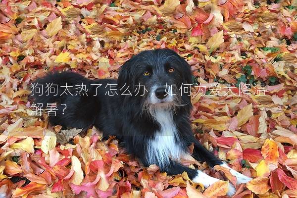 狗狗太熱了怎么辦，如何為愛犬降溫解暑？